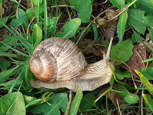 Schnecke