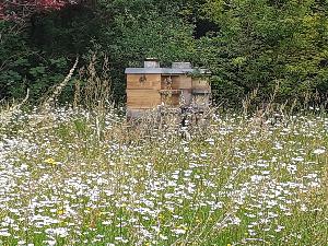 Bienenweide anlegen title=