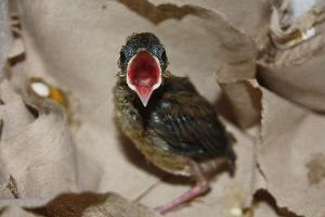 Vögel füttern auf dem Balkon ist erlaubt title=
