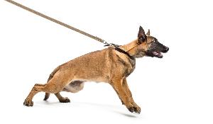 Hundehalsbänder als Gesundheitsrisiko title=